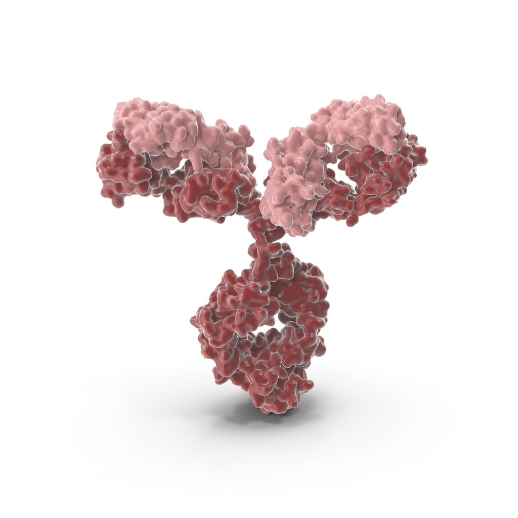 ABCA2 Antibody  FITC conjugated   