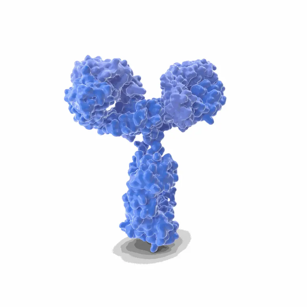 15 Lipoxygenase 2 antibody   