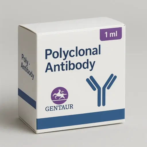 (KO Validated) MAP2K2 Polyclonal Antibody
