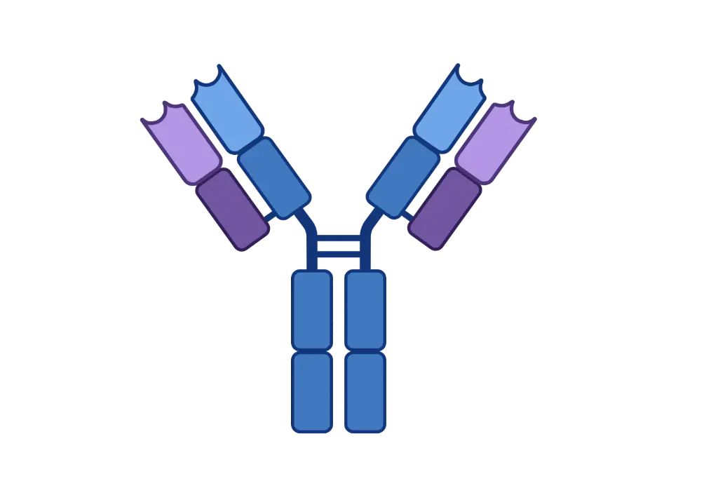 [FNab00345] alpha synuclein antibody   