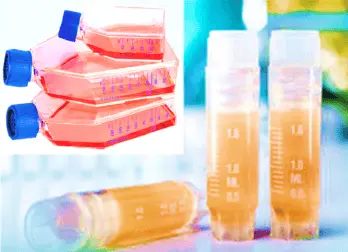 [CELL-SK-772] Immortalized Human Preadipocytes